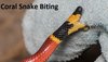 Coral-snake-biting.jpg