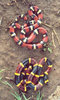 milk_coral_snakes.jpg