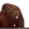 monkey face palm.jpg